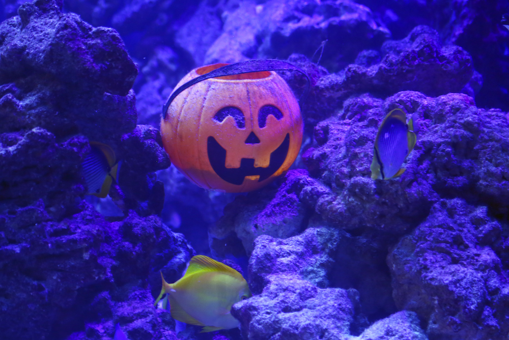 jack o lantern in a fish tank